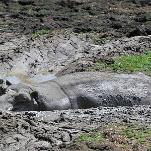 Wenn die Lagunen austrocknen gibt es immer weniger Tauchmöglichkeiten für die Nilpferde.
Dieses Hippo hat sich eine Schlammkuhle gegraben
und wartet a