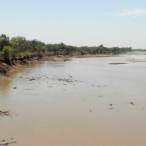 An der Brücke über den Luangwa
sammeln sich die Nilpferde
3814