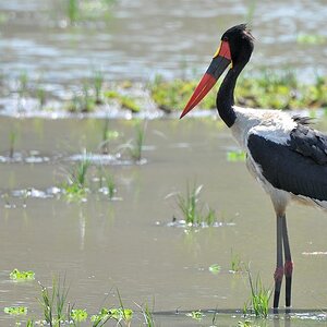 Sattelstorch in einer Lagune
am Luangwa
9205