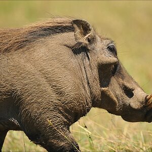 acomp Kenia 20111021 28369