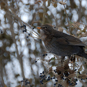 amsel weibchen