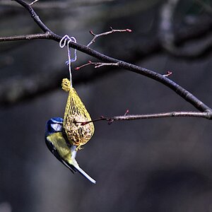 Blaumeise 1