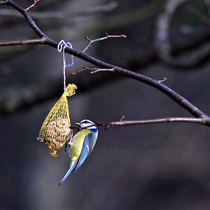 Blaumeise 2