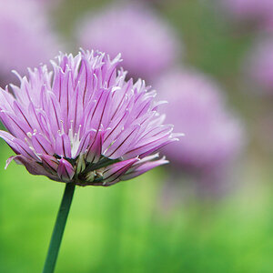 Schnittlauchblüte 110527 9 250kb