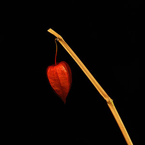 Trockene Blume