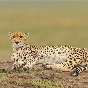 acomp Kenia 20111014 07283