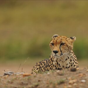 acomp Kenia 20111014 07592