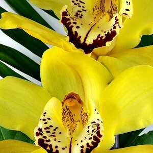 orchidee01