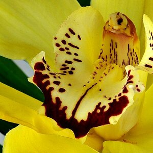 orchidee02