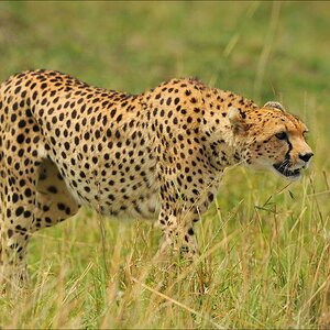 acomp Kenia 20111015 10171