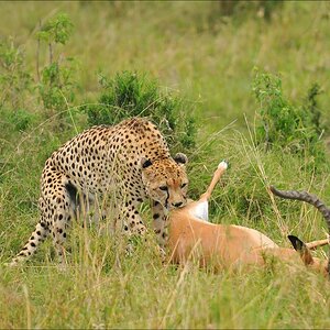 acomp Kenia 20111015 12304