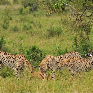 acomp Kenia 20111015 12319