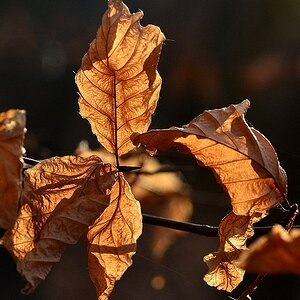 Herbst04