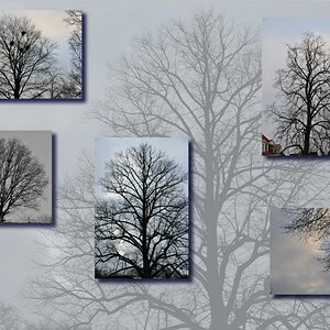 Baumcollage