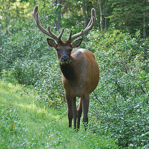 Wapiti 70 300