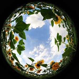 2008 08 04 Fischige Sonnenblumen und Tanke im Abendrot D7C 0288