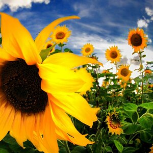 2008 08 04 Fischige Sonnenblumen und Tanke im Abendrot D7C 0287 crop