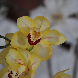 orchidee selektive Teifenschärfe mit Sigma 150-500mm, Stativ, interner Blitz + SB800 + SB 600
Image Type: jpeg (The JPEG image format)
Width: 4256 pix