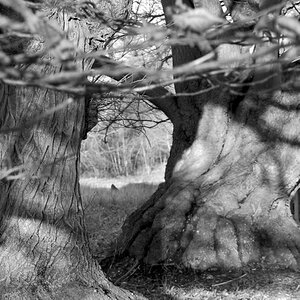 Knole Park, Sevenoaks, UK