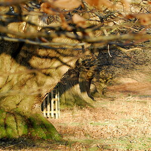 Knole Park, Sevenoaks, UK