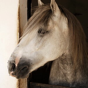 Andalusier