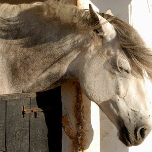 Andalusier