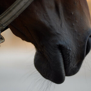 Lippen