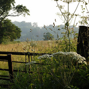 late summerfields