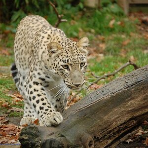 Leopard