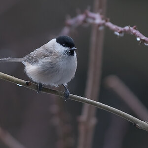 Meisen DSC 5666 Februar 08, 2009 003