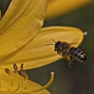 Honigbiene vor Taglilienblüte