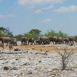 Etosha Elefanten