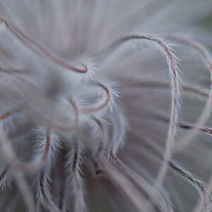 Blume Nebel