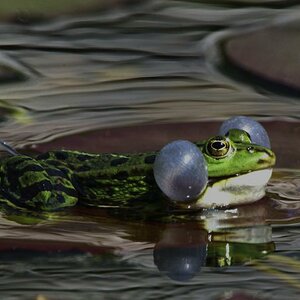 Wasserfrosch