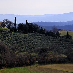 Maremma #1