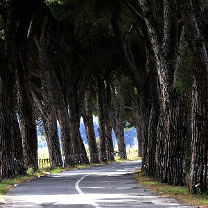 Maremma #2