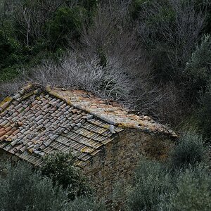 Maremma #3