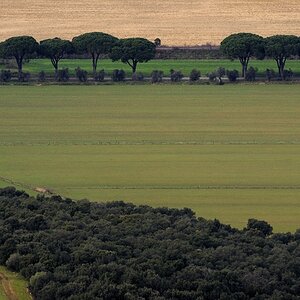 Maremma #5
