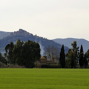 Maremma #6