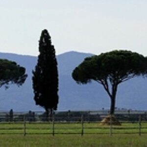 Maremma #7