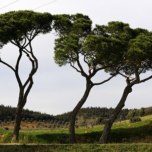 Maremma #8
