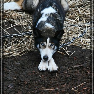 comp wolfHusky schwarz