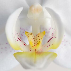 Orchidee Quadrat