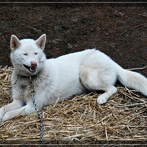 comp wolfWeiser Husky