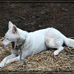 comp wolfWeiser Husky2