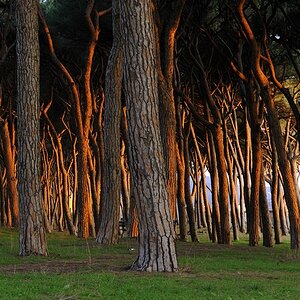 Maremma #10