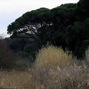Maremma #11