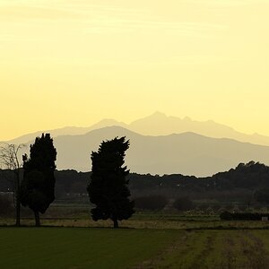 Maremma #13