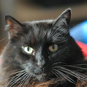 Enzo alias Earlblack