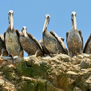 Peli Parade